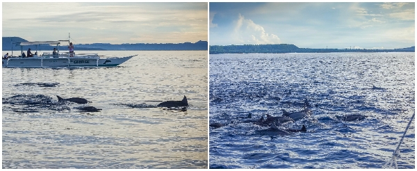 海豚遊蹤→巴里卡薩島大斷層 Balicasag Island浮潛→蜜蜂農場有機餐飲→酒店內自由活動→海藍渡假村自助晚餐→自在夜遊小長灘