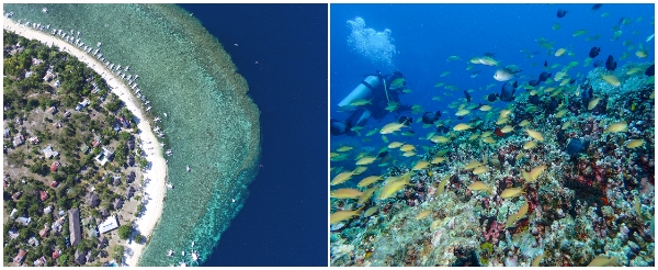 海豚遊蹤→巴里卡薩島大斷層 Balicasag Island浮潛→蜜蜂農場有機餐飲→酒店內自由活動→海藍渡假村自助晚餐→自在夜遊小長灘