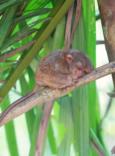 免凌晨拉車也能鯨鯊共游→羅伯河叢林漂流竹筏&遊河午餐→巧克力山&比翼雙飛觀景坪→眼鏡猴→吉他屋酒吧餐廳(加贈3公升啤酒柱一支)