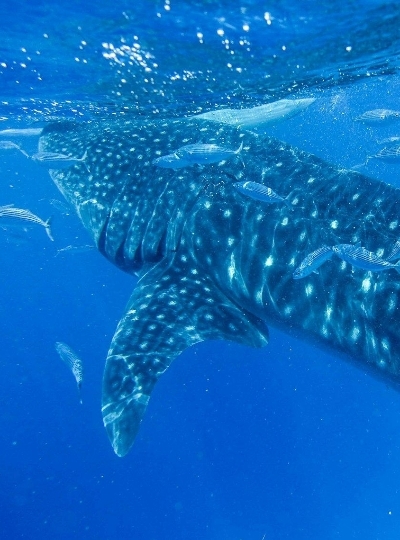 免凌晨拉車也能鯨鯊共游→羅伯河叢林漂流竹筏&遊河午餐→巧克力山&比翼雙飛觀景坪→眼鏡猴→吉他屋酒吧餐廳(加贈3公升啤酒柱一支)