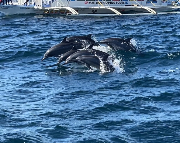 海豚游蹤&出海浮潛→正宗義式燉飯+炸海鮮→搭船返回宿霧本島→ALAYA MALL逛街