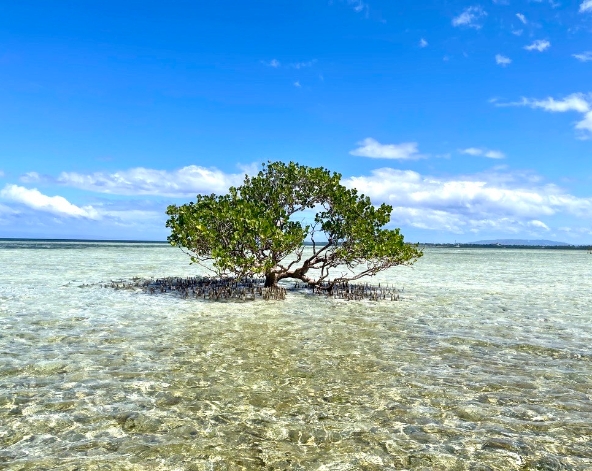 海豚游蹤&出海浮潛→正宗義式燉飯+炸海鮮→搭船返回宿霧本島→ALAYA MALL逛街
