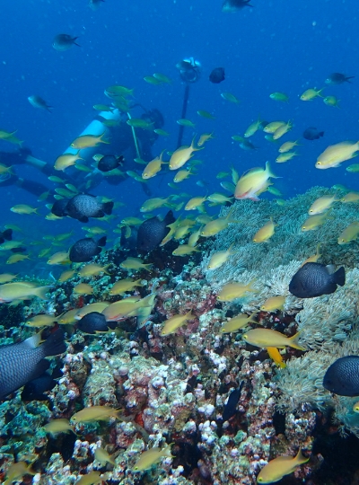 海豚遊蹤→巴里卡薩島大斷層 Balicasag Island浮潛→市區觀光【歃血盟約紀念碑/眼鏡猴/巧克力山/比翼雙飛觀景坪】→ 道地韓式風味餐