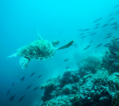 海豚遊蹤→巴里卡薩島大斷層 Balicasag Island浮潛→市區觀光【歃血盟約紀念碑/眼鏡猴/巧克力山/比翼雙飛觀景坪】→道地韓式風味餐→自在夜遊小長灘