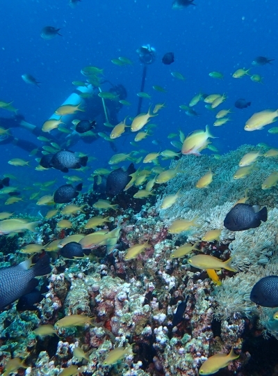 海豚遊蹤→巴里卡薩島大斷層 Balicasag Island浮潛→市區觀光【歃血盟約紀念碑/眼鏡猴/巧克力山/比翼雙飛觀景坪】→ 道地韓式風味餐