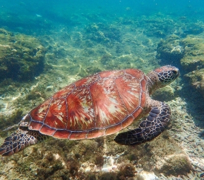 阿波島跳島與海龜共遊→濱海餐廳