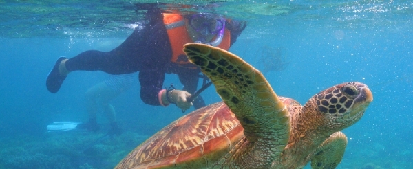 阿波島跳島與海龜共遊→濱海餐廳