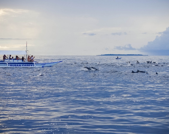 海豚遊蹤→巴里卡薩島大斷層 Balicasag Island浮潛→眼鏡猴海景餐廳→阿莫瑞塔經典舒壓按摩60分鐘→渡假村內享用主廚料理→自由步行夜遊小長灘