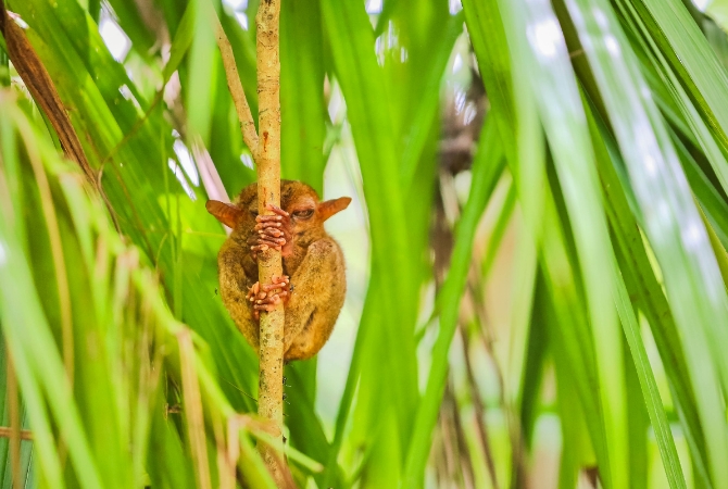 市區觀光【歃血盟約紀念碑/漂流竹筏Loboc River/眼鏡猴/巧克力山/比翼雙飛觀景坪】→碼頭→宿霧本島→SM購物廣場內用餐