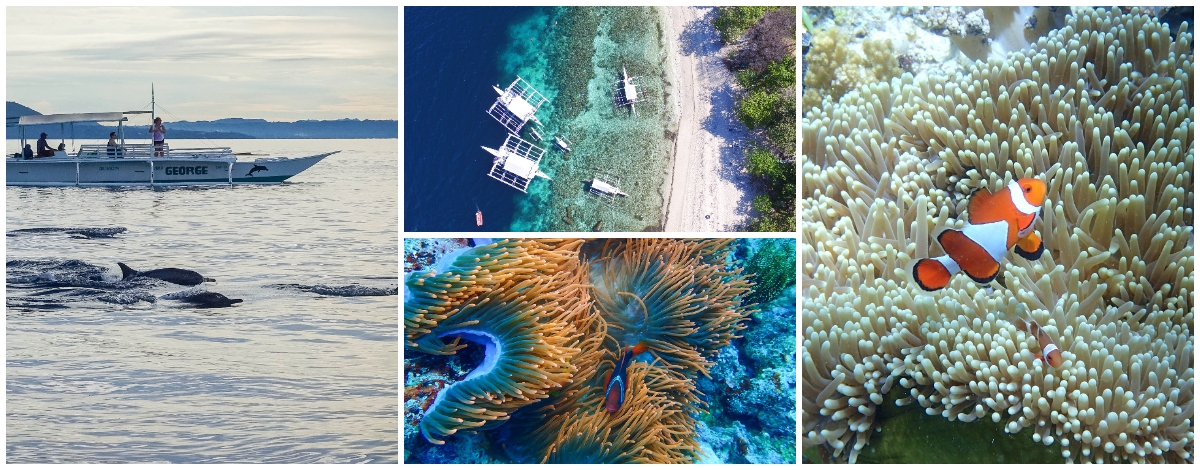 海豚遊蹤→巴里卡薩島大斷層 Balicasag Island浮潛→眼鏡猴海景餐廳→酒店內自由活動