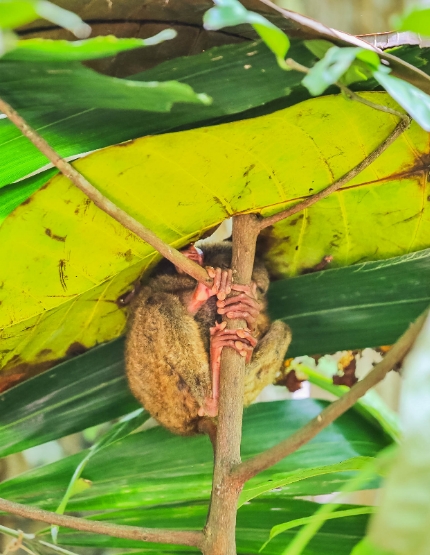 市區觀光【歃血盟約紀念碑/漂流竹筏Loboc River/眼鏡猴/巧克力山/比翼雙飛觀景坪】→碼頭→宿霧本島→SM購物廣場內用餐