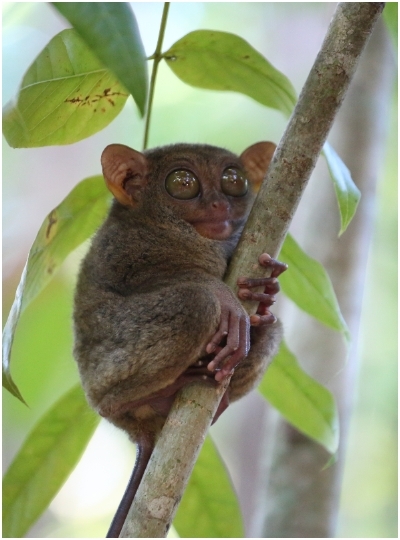 宿霧旅遊推薦-眼鏡猴