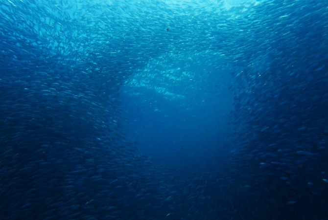 宿霧旅遊推薦-海豚遊蹤-邦勞斷層浮潛