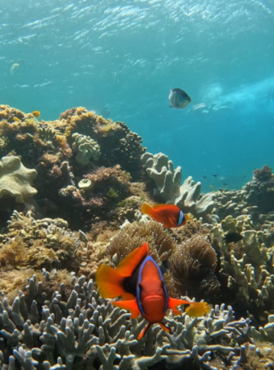 退房→宿霧機場→台北