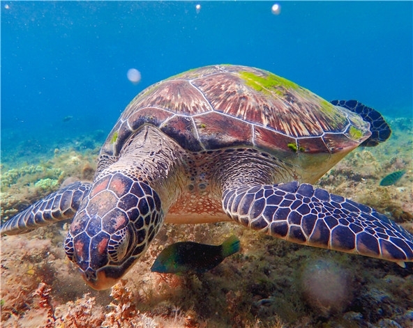 杜馬蓋地旅遊-海龜