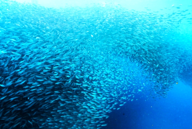 宿霧推薦旅遊-沙丁魚風暴