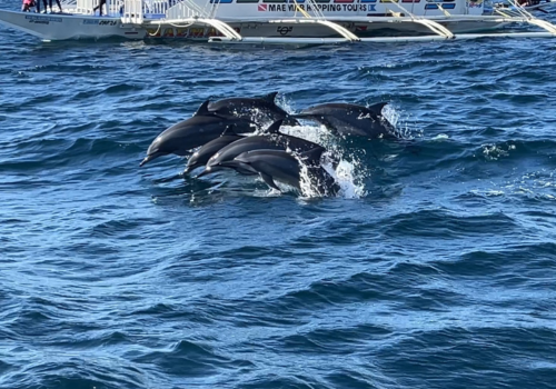海豚遊蹤&巴里卡薩島大斷層浮潛→贈送水肺體驗潛水知識教學(若有興趣可現場自費體驗潛水)→自由漫步小長灘→出海日落巡弋→正宗義式炸海鮮&燉飯