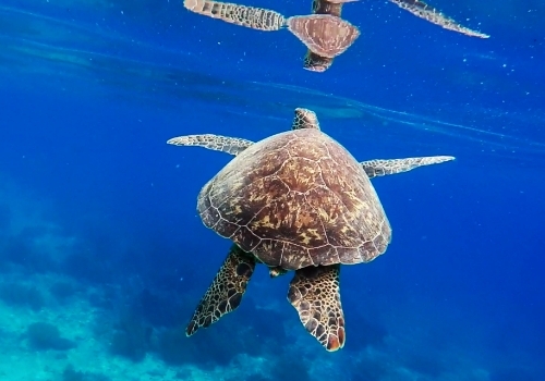 海豚遊蹤→巴里卡薩島大斷層 Balicasag Island浮潛→眼鏡猴海景餐廳→酒店內自由活動
