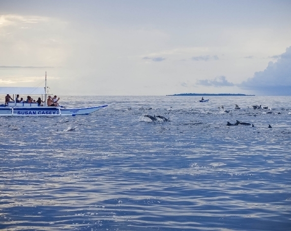 海豚游蹤 /出海浮潛→贈送水肺體驗潛水知識教學(若有興趣可現場自費體驗潛水)→菲式風味餐→渡假村自由活動→漢娜酒店晚餐