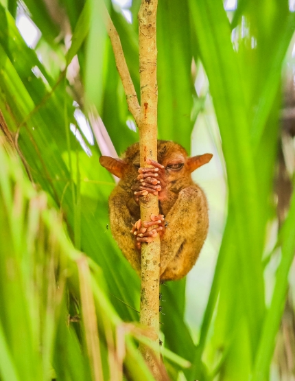 杜馬蓋地→薄荷島觀光【歃血盟約紀念碑/漂流竹筏Loboc River/眼鏡猴/巧克力山/比翼雙飛觀景坪】→宿霧→美式餐廳