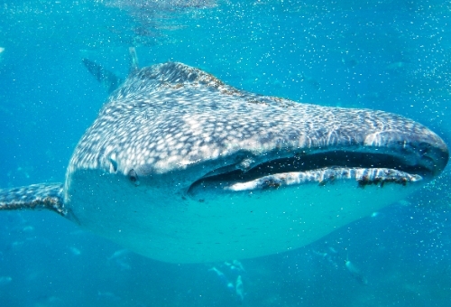 【長榮版】豔陽宿霧。薄荷島、眼鏡猴、歐斯陸鯨鯊共游,精彩玩樂5日 宿霧旅遊推薦-長榮版。薄荷島、眼鏡猴、歐斯陸鯨鯊共游,精彩玩樂5日